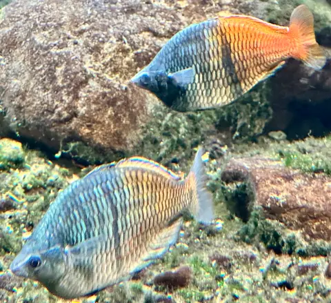 ปลาเรนโบว์โบสมานี