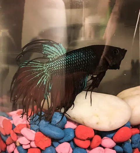 Cupang jantan crowntail hijau metalik dan merah