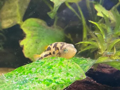Pea Puffer dewasa di akuarium tanaman air dengan tanaman hijau