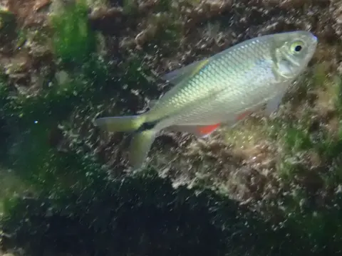 Blind Cave Tetra