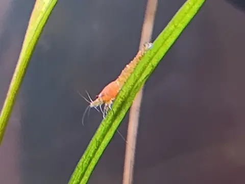 กุ้งเชอร์รี่สีส้มเกาะอยู่บนใบไม้น้ำในตู้