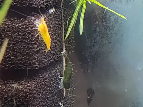 กุ้งเชอร์รี่สีเหลืองในตู้ไม้น้ำ เกาะบนพื้นหิน