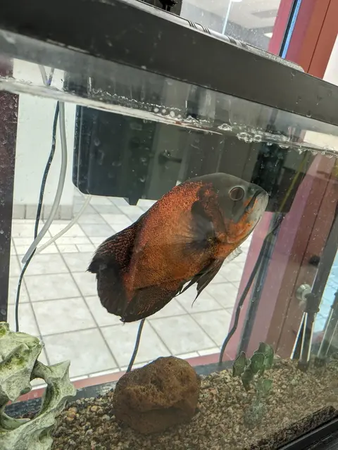 Oscar merah oranye tampak samping di akuarium kaca
