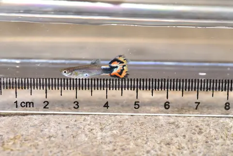 Guppy jantan berekor oranye hitam di samping penggaris