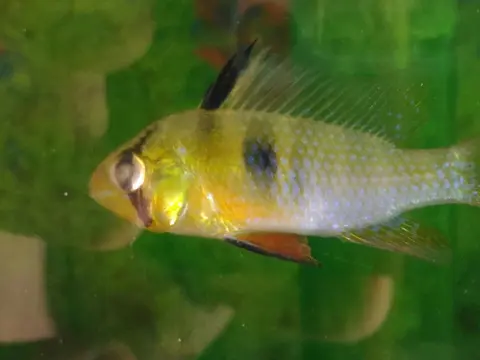 Ramirezi jantan di akuarium, tampak samping