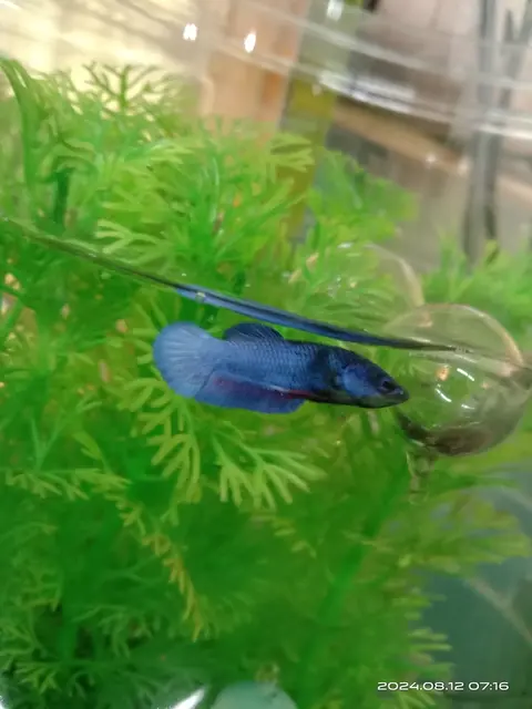 Cupang biru di antara ganggang hijau di akuarium