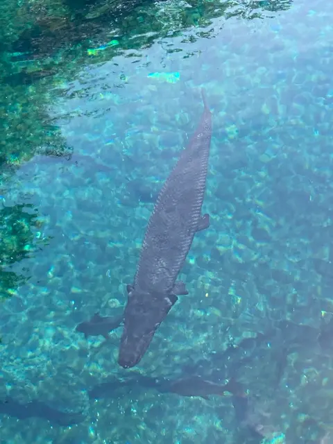 Ikan aligator