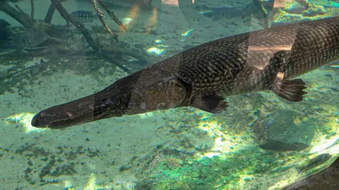 Ikan aligator