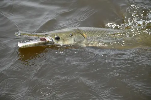Ikan aligator