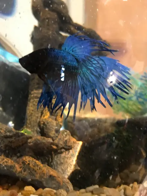 Cupang jantan biru berekor crown tail di akuarium