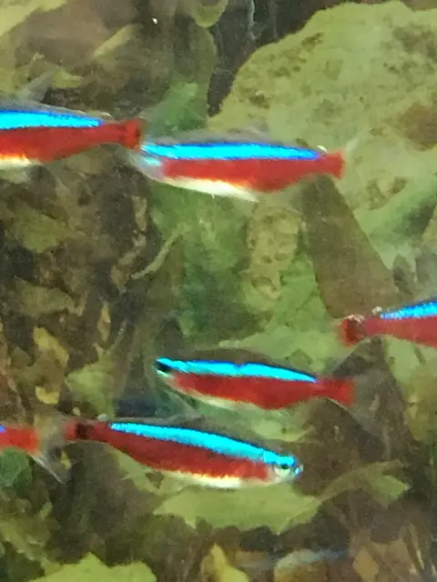 ฝูงปลาคาร์ดินัลเตตร้ามีแถบสีฟ้าสว่างและลำตัวสีแดงในตู้