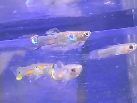 Kawanan guppy jantan dan betina berwarna-warni di akuarium kaca