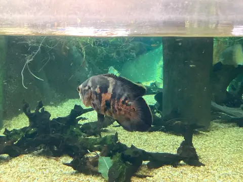 Oscar berenang di akuarium besar dengan kayu apung dan pasir