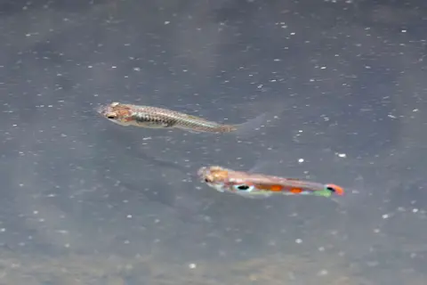 Dua guppy, satu jantan berekor oranye, berenang dekat permukaan air