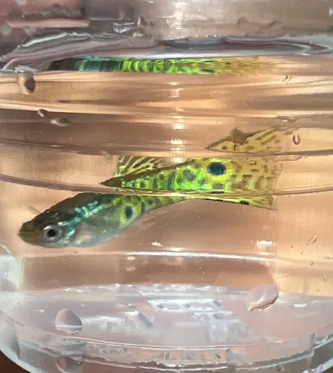 Guppy jantan berwarna hijau mengilap di akuarium kecil