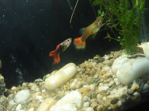 Dua guppy jantan berekor merah oranye berenang di akuarium tanaman air