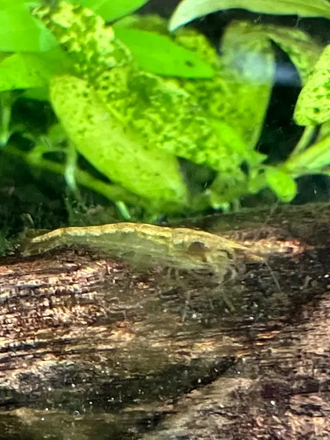 กุ้งเชอร์รี่สีเหลืองบนท่อนไม้ในตู้ไม้น้ำ