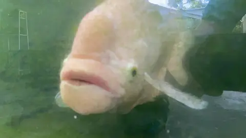 ปลาแรด