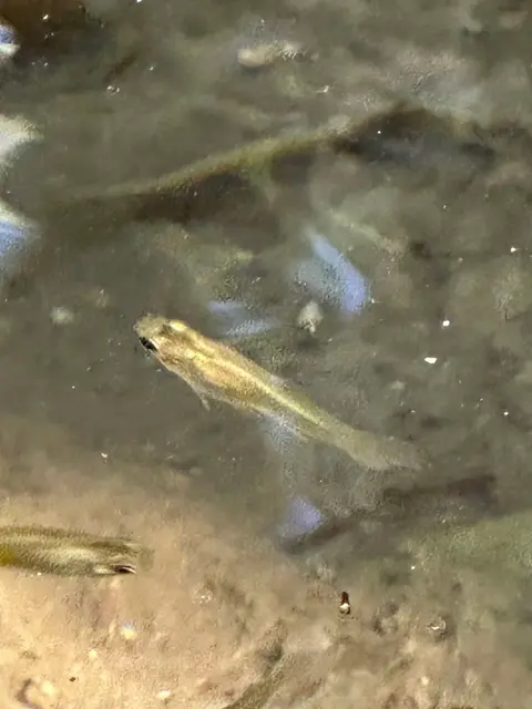 Guppy tipe liar berenang dekat permukaan air