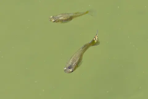 Dua guppy di air kehijauan di alam liar