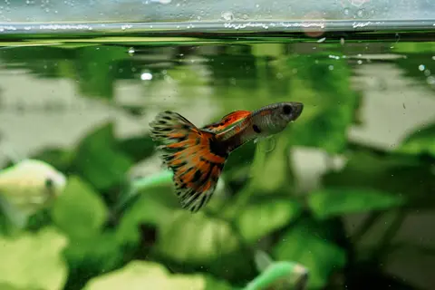 Guppy jantan berekor oranye hitam di akuarium tanaman air