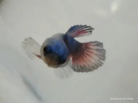 Cupang biru merah tampak depan di akuarium