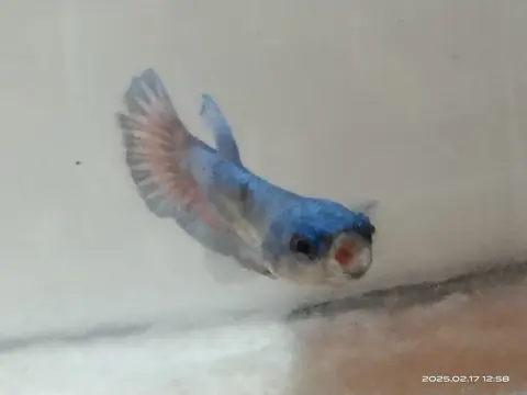 Cupang betina biru muda di akuarium