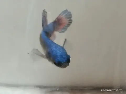 Cupang biru berenang di akuarium kaca