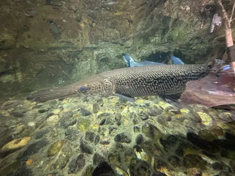 Ikan aligator