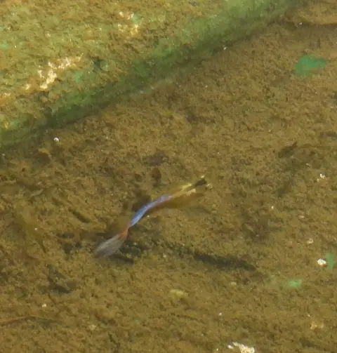 Guppy jantan berekor biru kuning berenang di atas pasir di alam liar