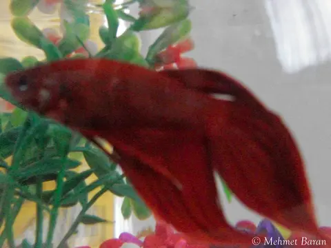 Cupang jantan merah tua berekor panjang di akuarium tanaman