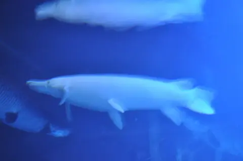 Ikan aligator