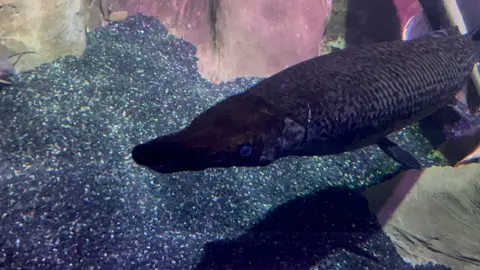 Ikan aligator