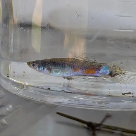 Guppy jantan bertubuh biru berkilau oranye dalam wadah berisi air jernih