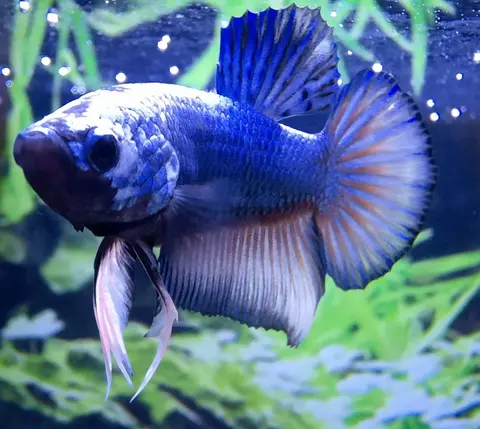 Cupang jantan biru berekor bulat di akuarium tanaman air