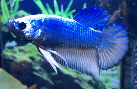 Cupang jantan biru putih berenang di akuarium tanaman