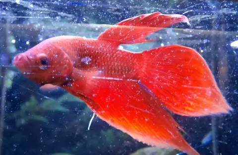 Cupang jantan merah menyala dengan sirip lebar yang indah di akuarium
