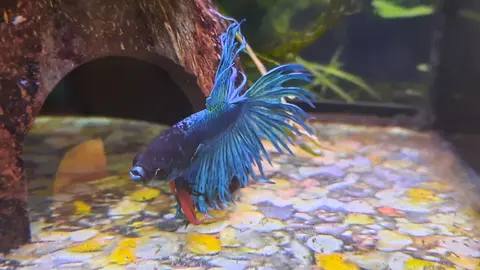 Cupang jantan biru berekor crown tail di akuarium
