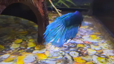 Cupang jantan biru sirip mengembang di akuarium