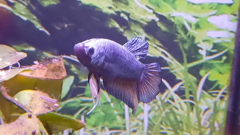 Cupang biru keunguan berenang di antara tanaman akuarium