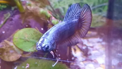 Cupang biru keperakan di akuarium tanaman dengan tumbuhan