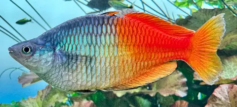 ปลาเรนโบว์โบสมานี