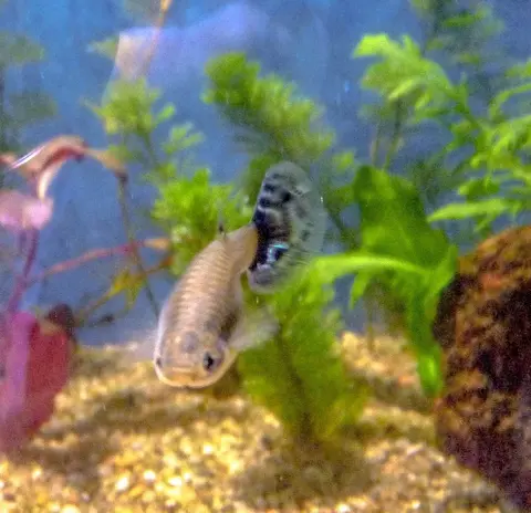 Guppy jantan di akuarium tanaman air dengan tanaman hijau