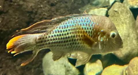 Green Terror