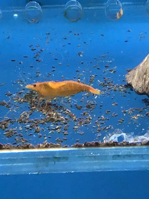 กุ้งเชอร์รี่สีส้มว่ายอยู่ท่ามกลางฝูงลูกกุ้งในตู้