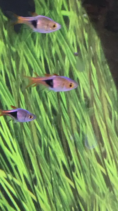 Dua Rasbora Harlequin berenang di antara rumput air hijau