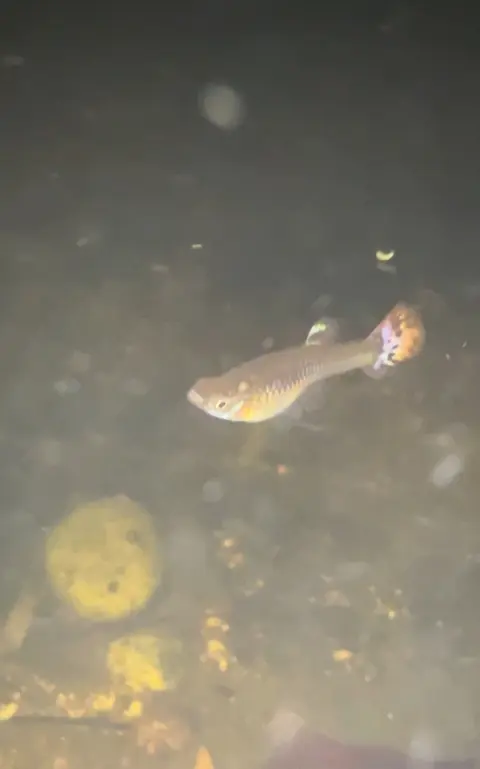 Guppy betina berenang di akuarium berdasar kerikil