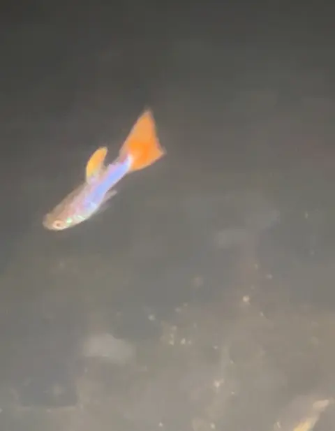 Guppy jantan berekor oranye biru berenang di akuarium berair keruh