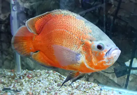 Oscar oranye merah berenang di akuarium kaca