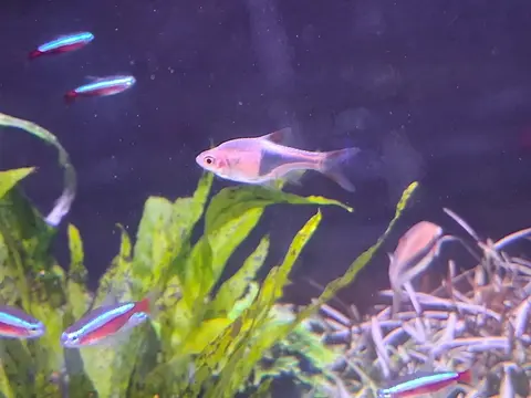 Rasbora Harlequin berenang di akuarium tanaman air bersama ikan neon